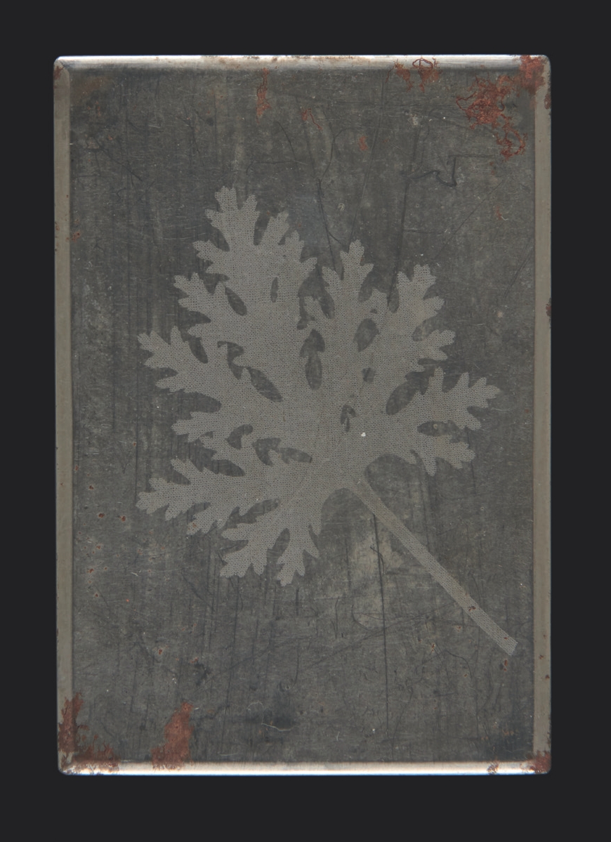 2 
William Henry Fox Talbot, Fern, ca. 1852, photographic engraving, steel plate, 10.2 × 7 cm. Bradford, National Science and Media Museum, acc. no. 1937-443