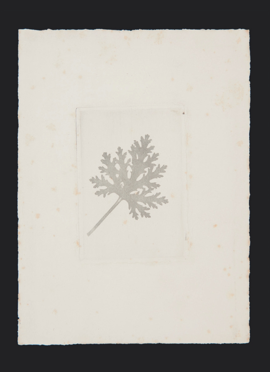 3 
William Henry Fox Talbot (photographer), George Barclay (printer), Fern, ca. 1852, photographic engraving, print, 20.5 × 15 cm. Bradford, National Science and Media Museum, acc. no. 1937-5080