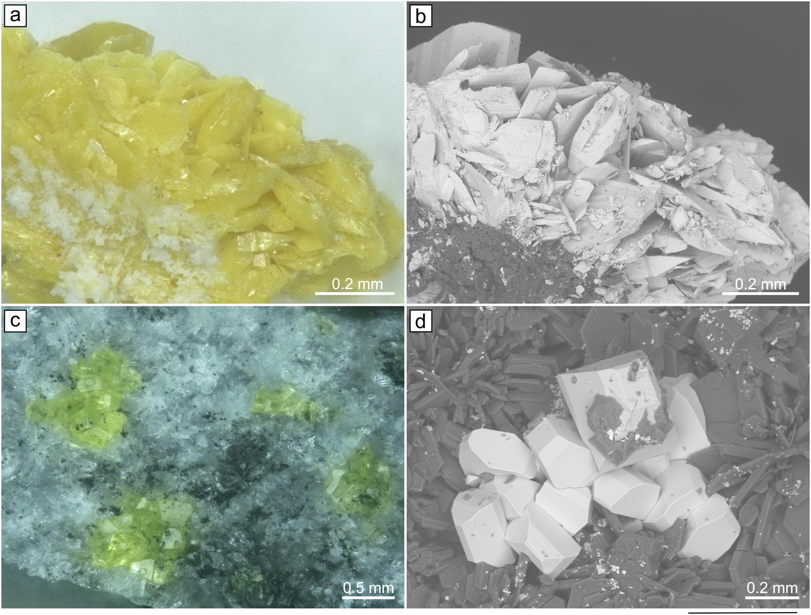 Figure 1: 
The images of yellow platy crystals of soddiyte (a,b) and yellow prismatic crystals of Na2(UO2)2(SiO4)F2 (c,d) under optical microscope and BSE.
