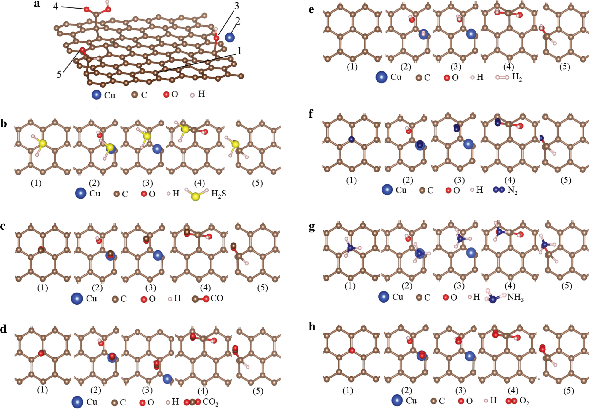 Figure 9: (a) The adsorption sites of the rGO. Adsorption structures of (b) hydrogen sulphide, (c) carbon monoxide, (d) carbon dioxide, (e) hydrogen, (f) nitrogen, (g) ammonia, and (h) oxygen.