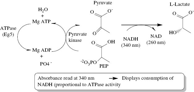 Fig. 5 ATPase activity screening assay.