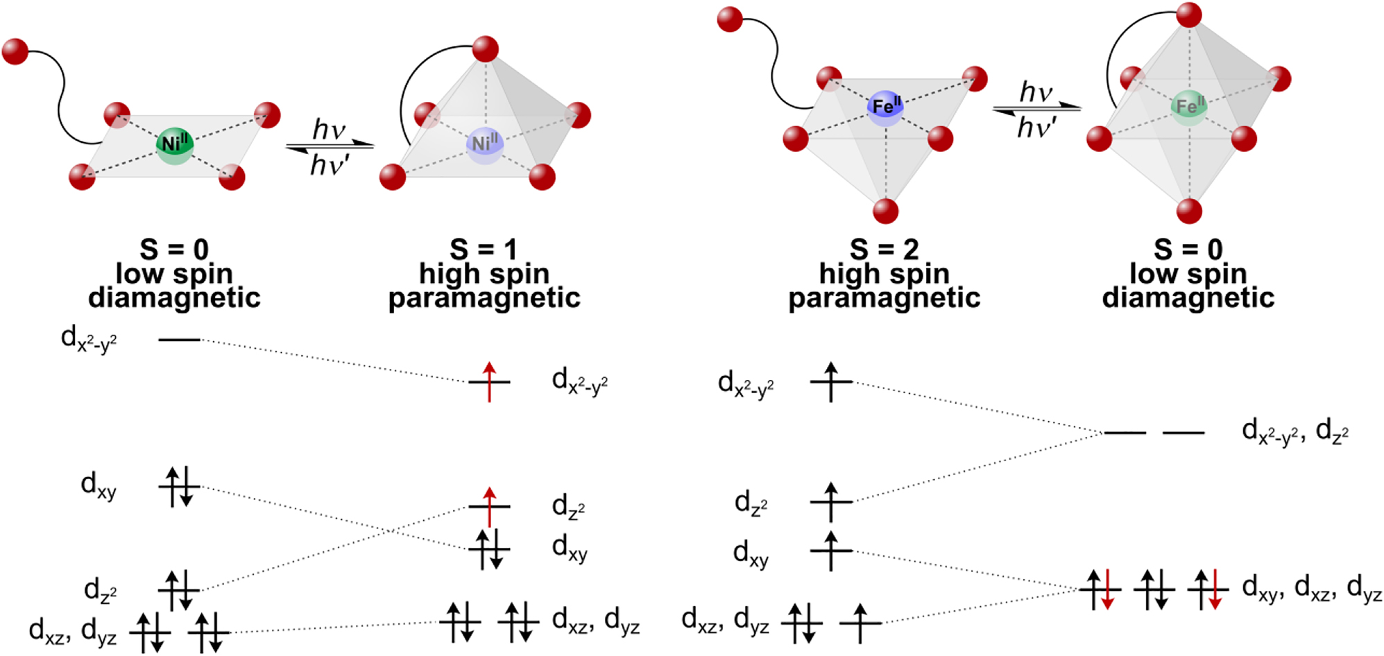 Scheme 1: 
Principle of Light-Driven Coordination-Induced Spin State Switching (LD-CISSS) for nickel(II) (left) and iron(II) (right) and change of occupation of concerning orbitals.
