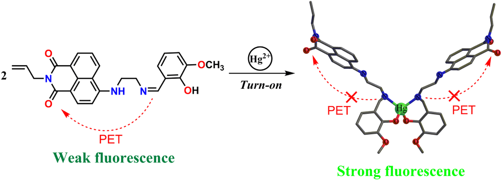 Scheme 2:
Proposed binding model of HL with Hg2+ to give L2Hg.