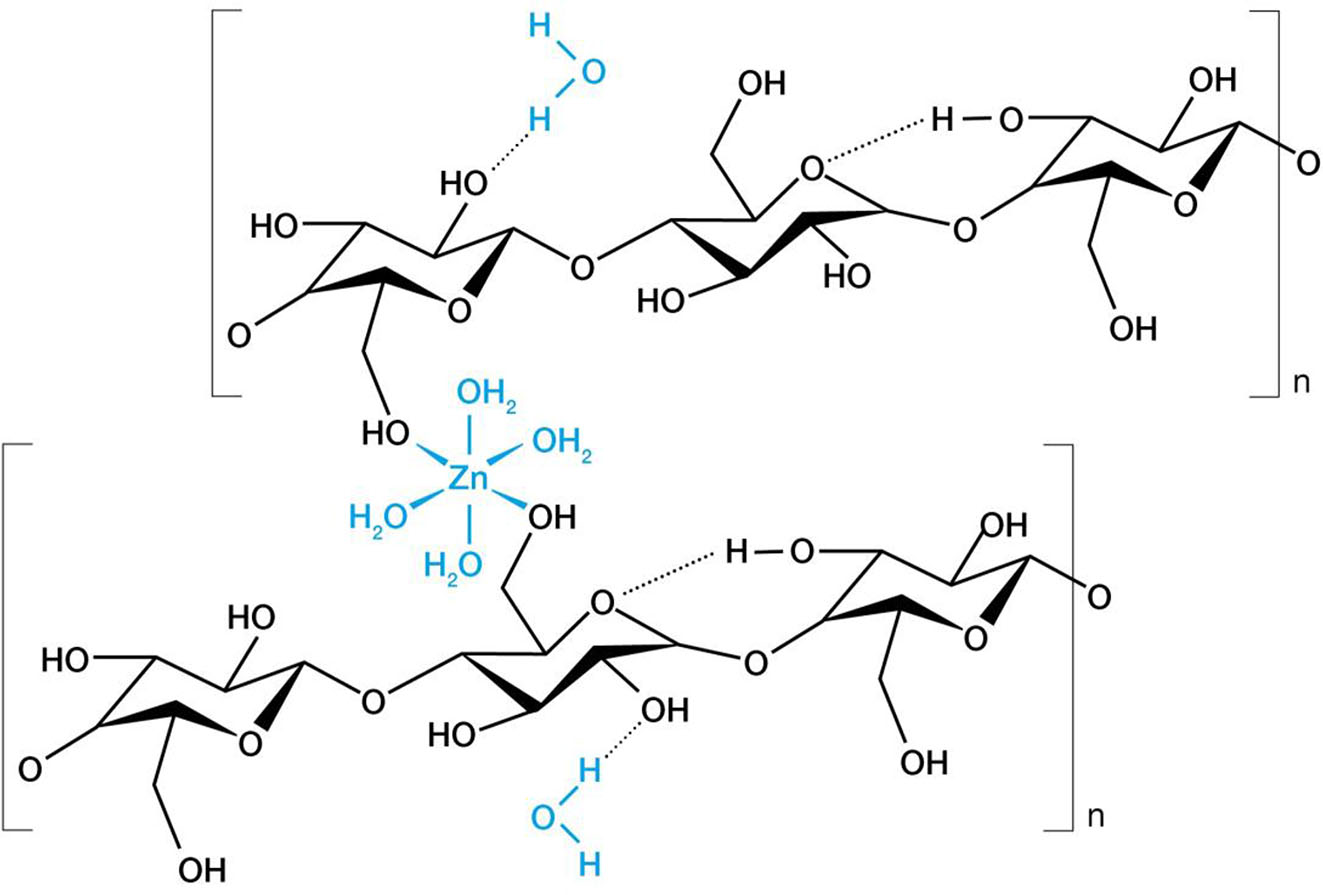 Figure 11b: 
Insertion of a [(Zn(H2O)4]2+ cation between two polysaccharide chains, with random attachment of the two liberated water molecules. (See Equations (4) and (5)). The charge-balancing [ZnCl4]2− anion is omitted. Note that there are no solvent molecules.

