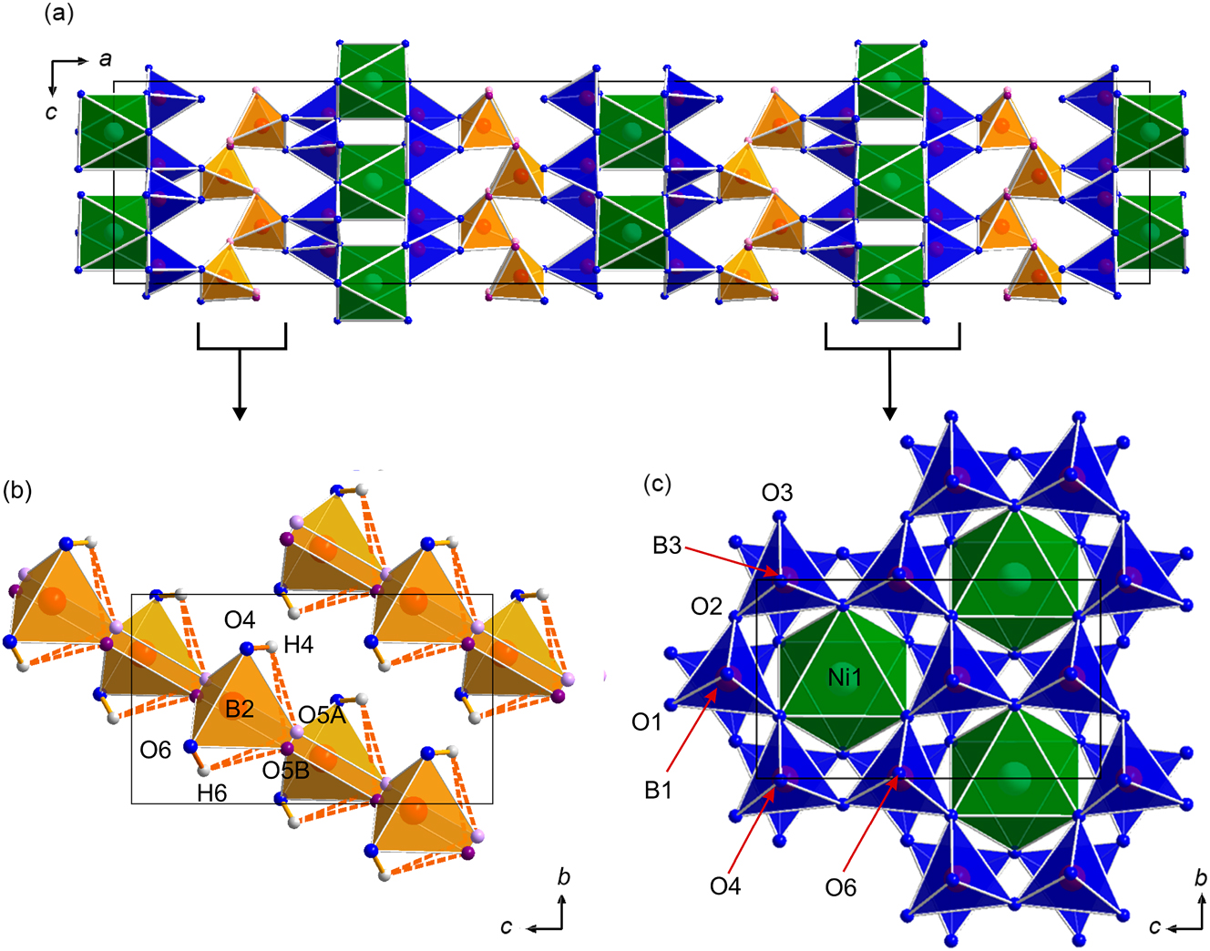 Figure 2: 
(a) Crystal structure of NiB6O8(OH)4 with a view along the b axis; (b) infinite chains of B2O4 tetrahedra (orange) in the middle layer, (c) first and third infinite ring layers consisting of alternating B1O4 and B3O4 tetrahedra (blue), which are surrounding the NiO6 octahedra (green). Non-disordered oxygen atomic sites are shown in blue. Due to the disorder on the sites O5A (shown in light pink) and O5B (shown in purple), the orange B2O4 tetrahedra have two atoms in two of the corners. Hyrdogen atoms are shown in grey and the hydrogen bonds are shown in orange.
