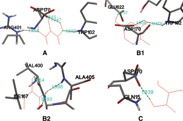 Figure 5: Interactions between the ligands (A) baicalein, (B1 and B2) eriodictyol, and (C) (2S)-7-hydroxy-6-methoxy-flavanone and 5-LOX.The thin green solid lines represent the hydrogen bonds. The thin red solid lines represent the ligands. The amino acid residues in the active site are shown in bold lines. As there are six hydrogen bonds between eriodictyol and 5-LOX, it is difficult to distinguish the hydrogen bonds in one presentation, so two presentations (B1 and B2) are provided for eriodictyol.