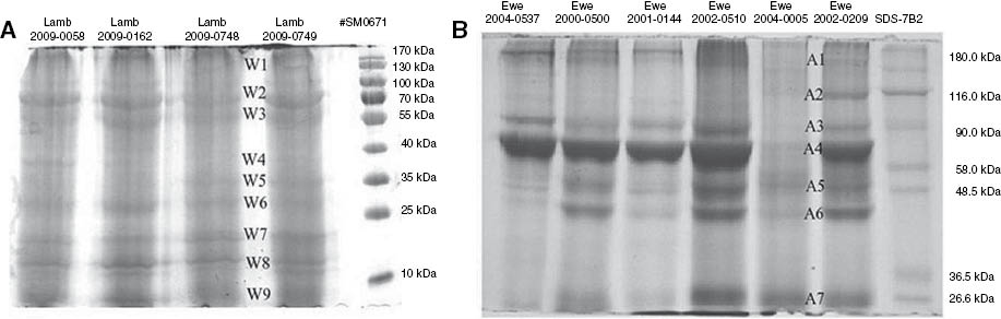 Figure 6: Protein separation on 8% SDS-PAGE gel (200 μg from each sample) of (A) wool-associated proteins (protein bands numbered W1–W9), and (B) amniotic fluid proteins (protein bands numbered A1–A7).