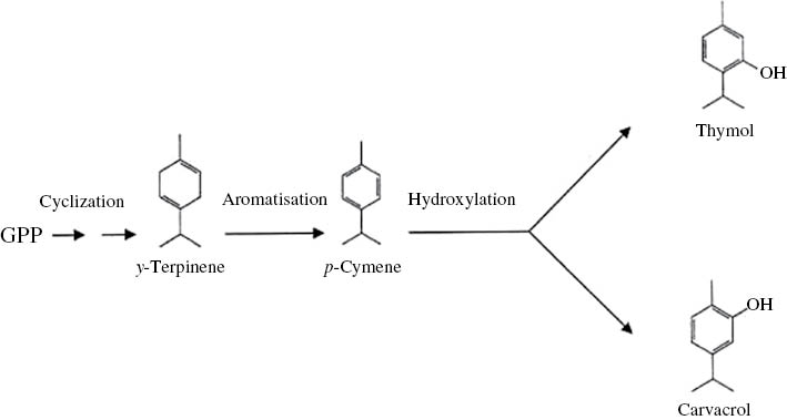 Figure 1: Thymol and carvacrol biosynthetic pathway according to Mikio and Taeko (1962). GPP: geranylgeranyl pyrophosphate.