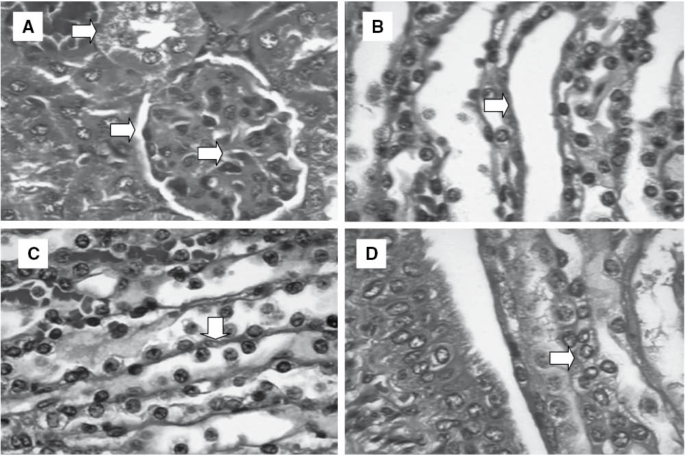 Figure 3: Histopathology of kidneys of experimental groups: (A) Glomerulus preserved with thin Bowman’s capsule, capillary tuft supported by delicate mesangium, proximal convoluted tubule – Control; (B) Proximal convoluted tubule – 5-FU (50 mg/kg); (C) Loop of Henle – OEL (100 mg/kg) and (D) Distal convoluted tubule – OEL (100 mg/kg). Hematoxylin-eosin.