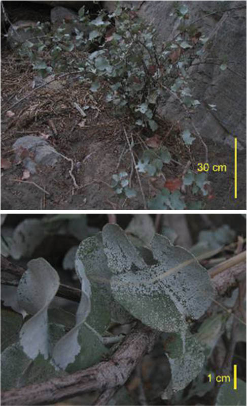 Figure 1: D. indicum: Whole plant (top) and close-up of leaves (bottom), with visible whitish mineral coating (scales are approximate).