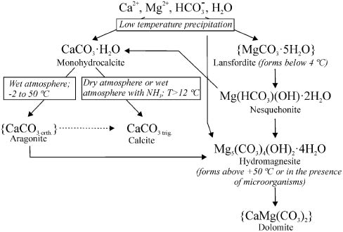 Figure 5: Hypothetical scheme of the formation of the D. indicum mineral coating.Curly brackets indicate questionable species, lacking experimental observation. Dashed arrow: aragonite-calcite phase transition, very slow at ambient conditions.