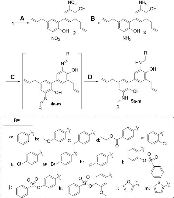 Scheme 1: Synthesis of arylmethylamine derivatives of honokiol (5a-m). Reagents and conditions: (A) conc. HNO3, CH2Cl2/glacial acetic acid (1:1, v/v), 0 °C to room temperature, 4 h, yield 33%; (B) SnCl2.2H2O, ethanol, room temperature, 36 h, yield 51%; (C) RCHO, ethanol, 0 °C to room temperature, 4–12 h; (D) NaBH4, ethanol, 0 °C to room temperature, 5–8 h, yield 27%–86%.