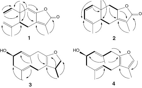 Figure 2: Selected H-H COESY (—) and HMBC (➝) correlations of compounds 1–4.