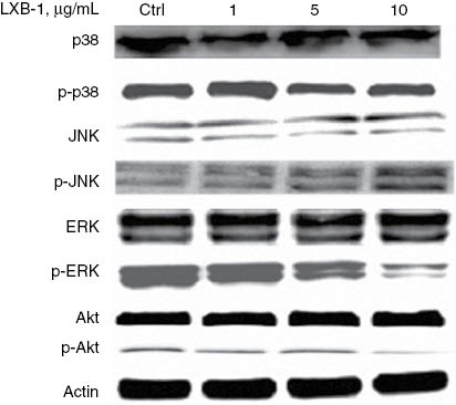 Figure 4: LXB-1 affected JNK, ERK and Akt pathways. A549 cells were treated with increasing concentrations of LXB-1 for 48 h, and the expression and the phosphorylation of p38, JNK, ERK and Akt were shown by western blot. Results were the representatives of at least three independent experiments.