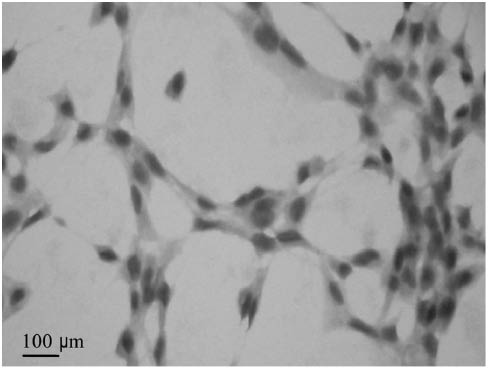 Figure 2: Blank-control. HSCs of a negative-control group that was treated identically to all other experimental setups but without the addition of the primary antibody.