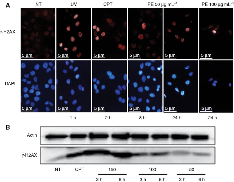 Figure 5: Phosphorylation of histone H2AX.(A) Immunofluorescence staining for γ-H2AX. Increased γ-H2AX foci in treated cells treated with H. longiflorus at 50 and 100 μg mL–1. Camptothecin CPT (12 μM) and UV (40 J m–2) were used as positive control. (B) Immunoblotting for γ-H2AX. U2OS cells were incubated with 50, 100, and 150 μg mL–1 concentrations of the H. longiflorus extract for 3 and 6 h. Cell lysates were prepared, subjected to SDS-PAGE, and γ-H2AX visualized by immunoblotting with specific antibodies. The results showed increased levels of γ-H2AX (lower panel). Actin was used as a loading control (upper panel). Camprothecin (CPT) (12 μM) was used as positive control. Results are from one experiment representative of three similar experiments. NT, Non treated cells.