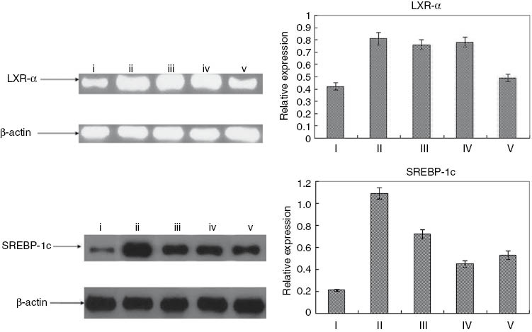 Figure 2: Effect of TGE on expression of the LXR-α (top) and SREBP-1c (bottom) protein, respectively.I, Normal group; II, model group (high fat diet); III, simvastatin group; IV, TGE low dosage group; V, TGE high dosage group.