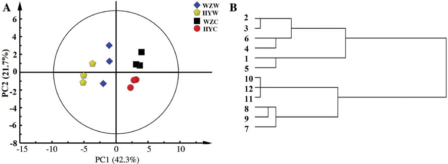 Figure 4: Score (PC 1 vs. PC 2) plot of PCA (A) and HCA (B) results obtained from 1H NMR spectra of the WSE from four groups of AR. 1–3, Wild AR of Shanxi Wuzhai (WZW); 4–6, wild AR of Shanxi Hunyuan (HYW); 7–9, cultivated AR of Shanxi Wuzhai (WZC); 10–12, cultivated AR of Shanxi Hunyuan (HYC).