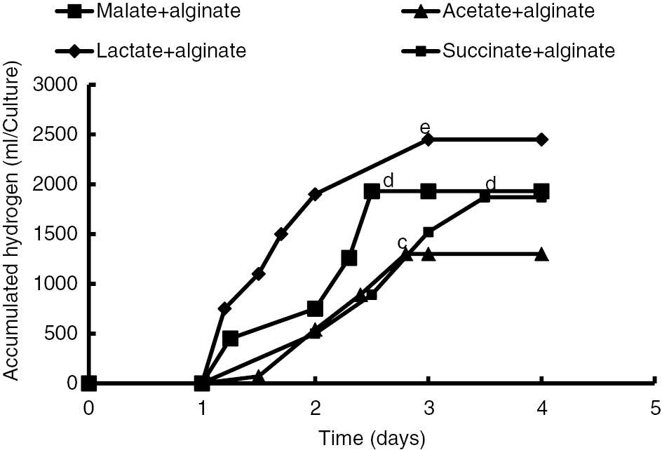 Figure 3: Accumulated hydrogen of the PNS Rh1 (Rhodopseudomonas sp. TUT) immobilized in Na-alginate at malate, acetate, lactate, or succinate.