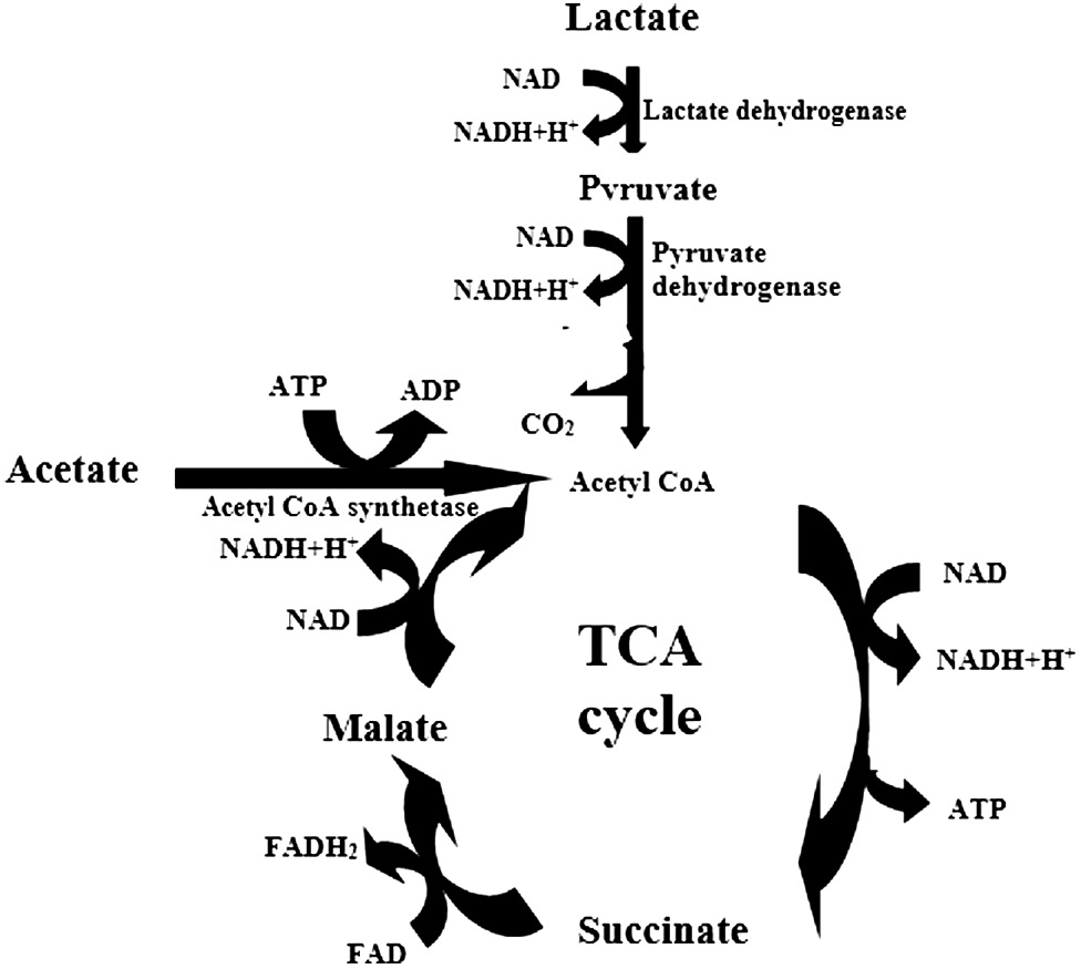 Figure 4: A postulated pathway of lactate, pyruvate, acetate, malate, and succinate under conditions of hydrogen evolution (anaerobic) in the purple nonsulfur bacteria (Rh1 and Rh2). This figure is composed of two sections: one is anaerobic (lactate oxidation) and the other is aerobic (acetate, malate, or succinate oxidation), i.e. it shows the relevance of lactate at anaerobic conditions to supplement carbon and energy for hydrogen evolution while acetate, malate, or succinate cannot be oxidized in Krebs (TCA) cycle that proceeds only at aerobic conditions.