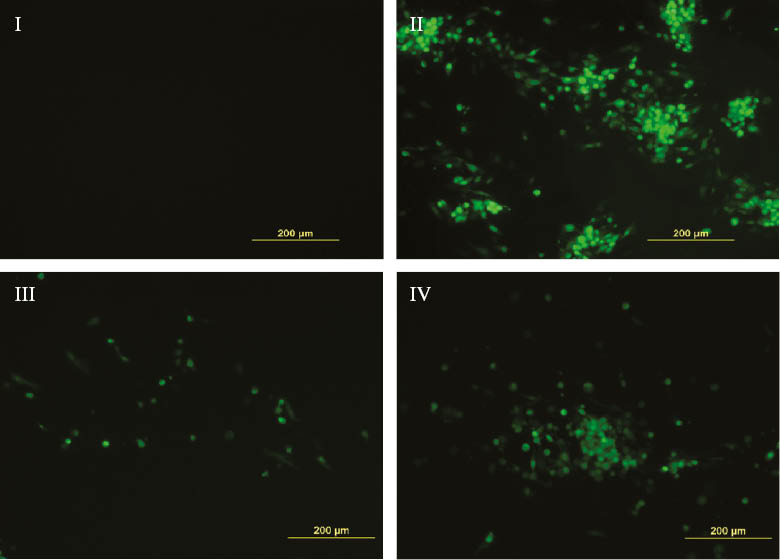 Figure 2: Antiviral activity of compounds 1 and 11 was assessed by infection of SIRC followed by fluorescent mocroscopy: (I) mock; (II) control infection with DMSO; (III) infection treatment with compound 1; (IV) infection treatment with compound 11.