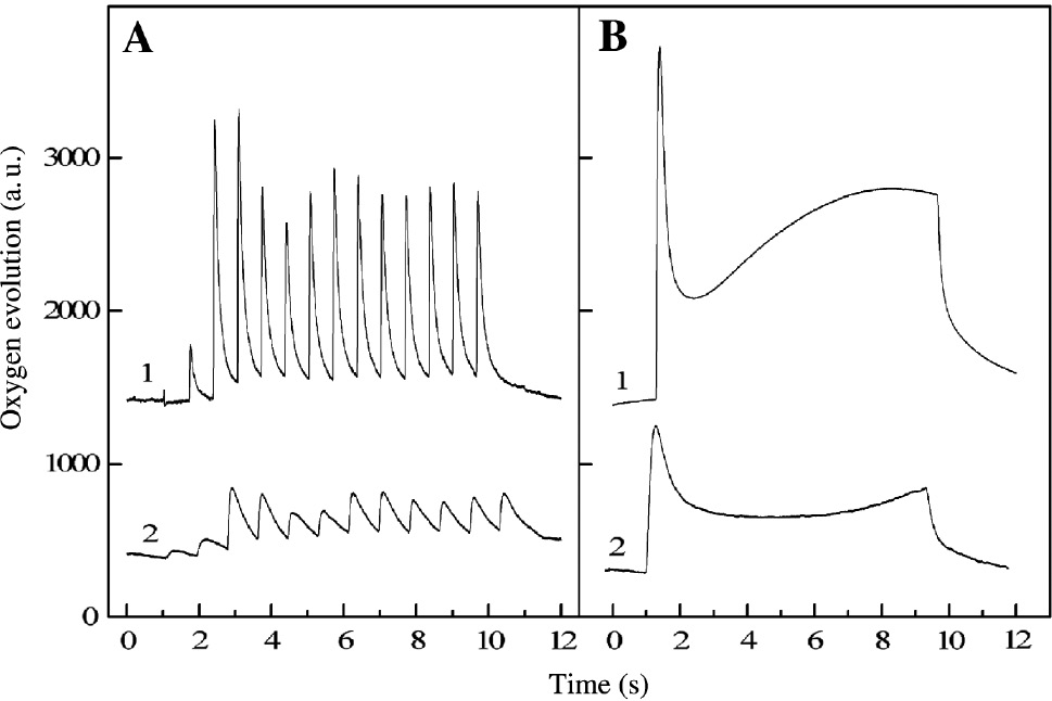 Figure 3: Flash-induced oxygen yields (A) and oxygen evolution under continuous illumination (B) of untreated cells of C. kessleri (1) and S. salina (2).