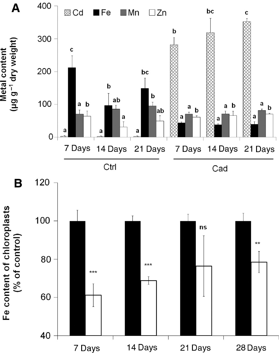 Figure 1: Changes in the metal contents. (A) Cd, Fe, Mn and Zn content (striped, black, grey and open columns, respectively) in Ctrl and Cad leaves in the acute phase (9th day), inflexion point (16th day) and hardening phase (20th day) of Cd stress. Differences were analysed by one-way ANOVAs with Tukey-Kramer post-hoc tests (p > 0.05), n = 5. Superscript letters indicate the subgroups according to the post-hoc test. (B) Fe content of the Ctrl (filled marks) and Cad chloroplasts (open marks) in the acute and hardening phase of Cd stress. Cad values are expressed in percent of the corresponding Ctrl (0.67 ± 0.04; 0.77 ± 0.02; 1.13 ± 0.04 and 1.23 ± 0.05 fmol Fe chloroplast−1 at the 7th, 13th, 21st and 27th day of treatment, respectively). Differences of the Cad samples from the corresponding controls were analysed by Student’s t-test, ns, non-significant; **p < 0.05; ***p < 0.001; n = 5.