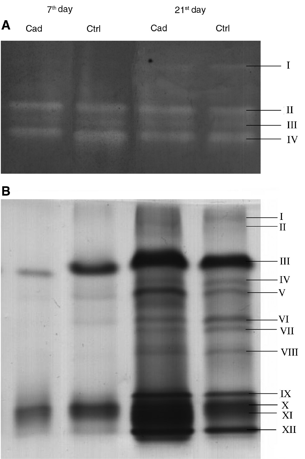 Figure 5: Separation of the isoforms of antioxidative enzymes. Superoxide dismutase (A; SOD) and peroxidase (B; POD) isoforms of Ctrl and Cad leaves separated on native gels. Numbers indicate the isoforms both of SOD and POD.