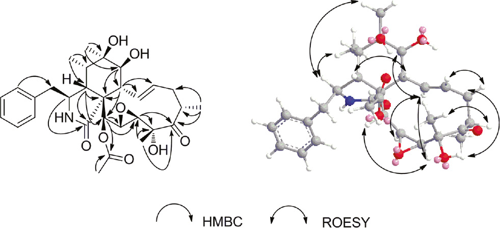 Figure 2: Key HMBC and NOESY correlations for compound 1.