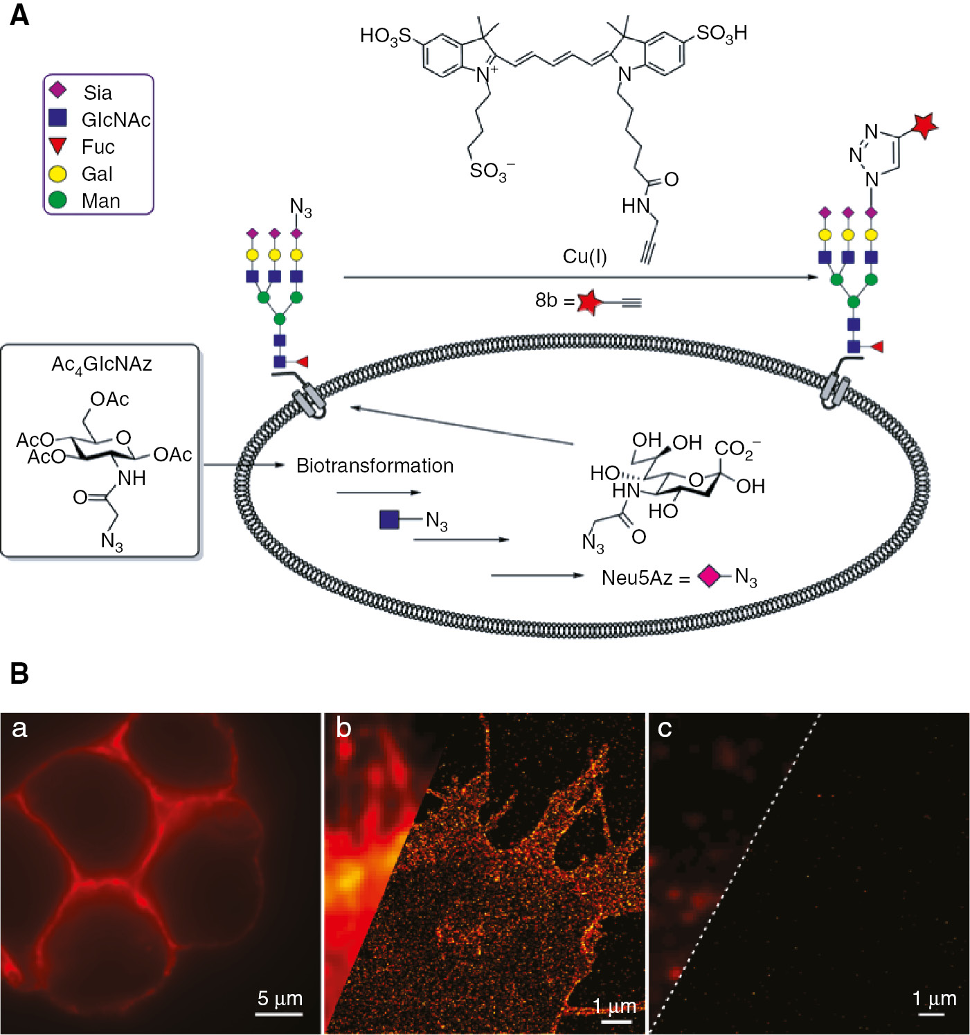 Figure 1: Detection of cell-surface staining with fluorescence microscopy and superresolution imaging.(A) Metabolic glycoengineering of SK-N-MC with Ac4GlcNAz and bioorthogonal labeling with 8b. Schematic illustration of the principles of metabolic glycoengineering: The acetylated carbohydrate analog Ac4GlcNAz enters the cell, is biotransformed to the sialic acid Neu5Az in the Golgi and finally presented in the cell-surface glycans [19], [21]. Labeling is performed by Click-reaction with the synthesized cyanine dye 8b. (B) Membrane glycans of neuroblastoma cells stained via metabolic incorporation of Ac4GlcNAz and copper-catalyzed azide-alkyne cycloaddition (CuAAC). (a) Conventional fluorescence image with the focal plane in the center of the cell (far above the glass surface/basal membrane). It is seen that there is no fluorescence signal in the cytoplasm. (b) The standard fluorescence image (left part) shows bright staining of the cell-surface, whereas dSTORM enables high-resolution imaging of membrane-associated glycans (right part) proving 8b to be photoswitchable. (c) The negative control without Ac4GlcNAz shows only few spots coming from single fluorophores sticking unspecifically to the glass surface. The images in (b) and (c) were recorded in the TIRF mode.