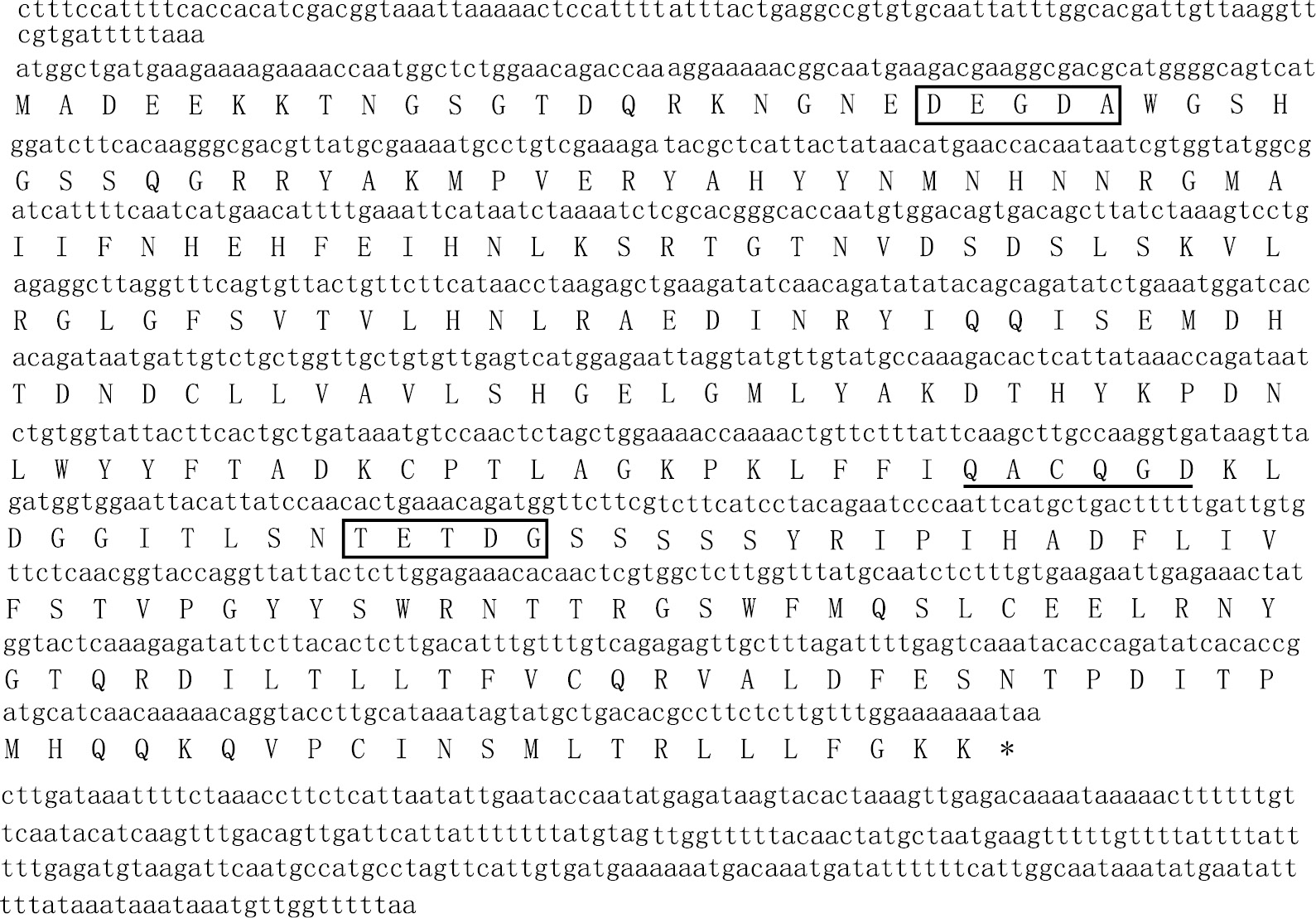 Figure 1: Sequence analysis of Bm-caspase-1: open reading frame sequence and amino acid sequences of Bm-caspase-1. Filled boxes, the two cleavage sites, DEGDA and TETDG, used to generate the large and small subunits; black lines, pentapeptide QACQG active site.