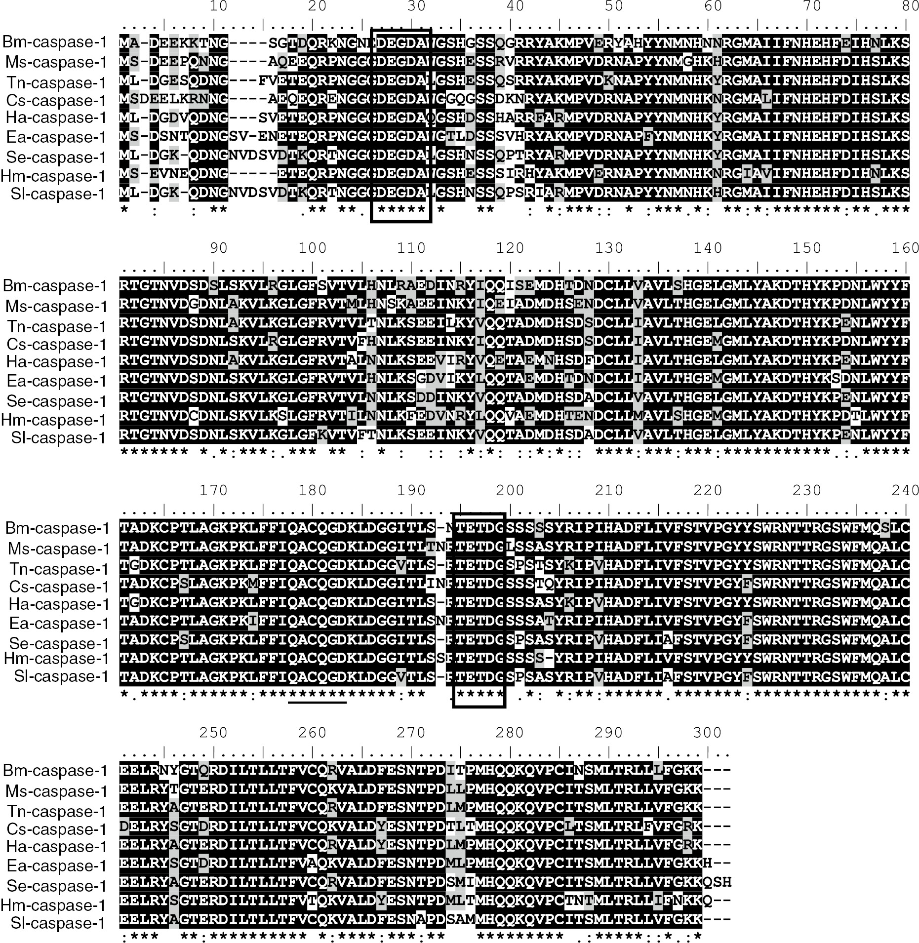 Figure 2: Amino sequence alignment of the Bm-caspase-1 with other lepidopteran caspase-1: multiple sequence alignment of caspase-1 from Manduca sexta (AEF30493), Trichoplusia ni (AAO17788), Chilo suppressalis (AFJ97219), Helicoverpa armigera (ABS18284), Euphydryas aurinia (AEF30498), Spodoptera exigua (AEK12771), Heliconius melpomene (ACU11588) and Spodoptera litura (BAM62940). Filled boxes, the two cleavage sites DEGDA and TETDG, used to generate the large and small subunits; black lines, pentapeptide QACQG active site.