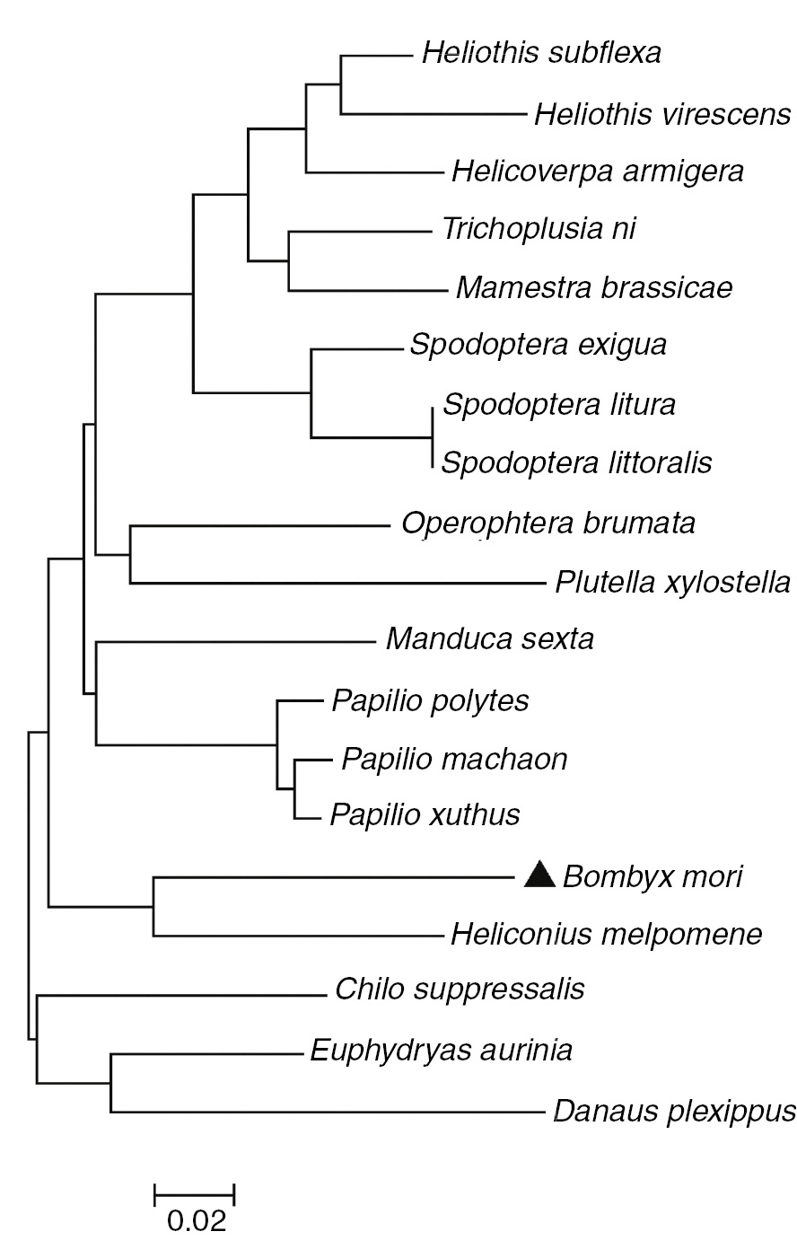 Figure 3: NJ phylogram showing the relationships between Bm-caspase-1 with respect to the other caspase-1. The phylogenetic tree was constructed in MEGA 5 software using the NJ method. ▲, Bm-caspase-1.