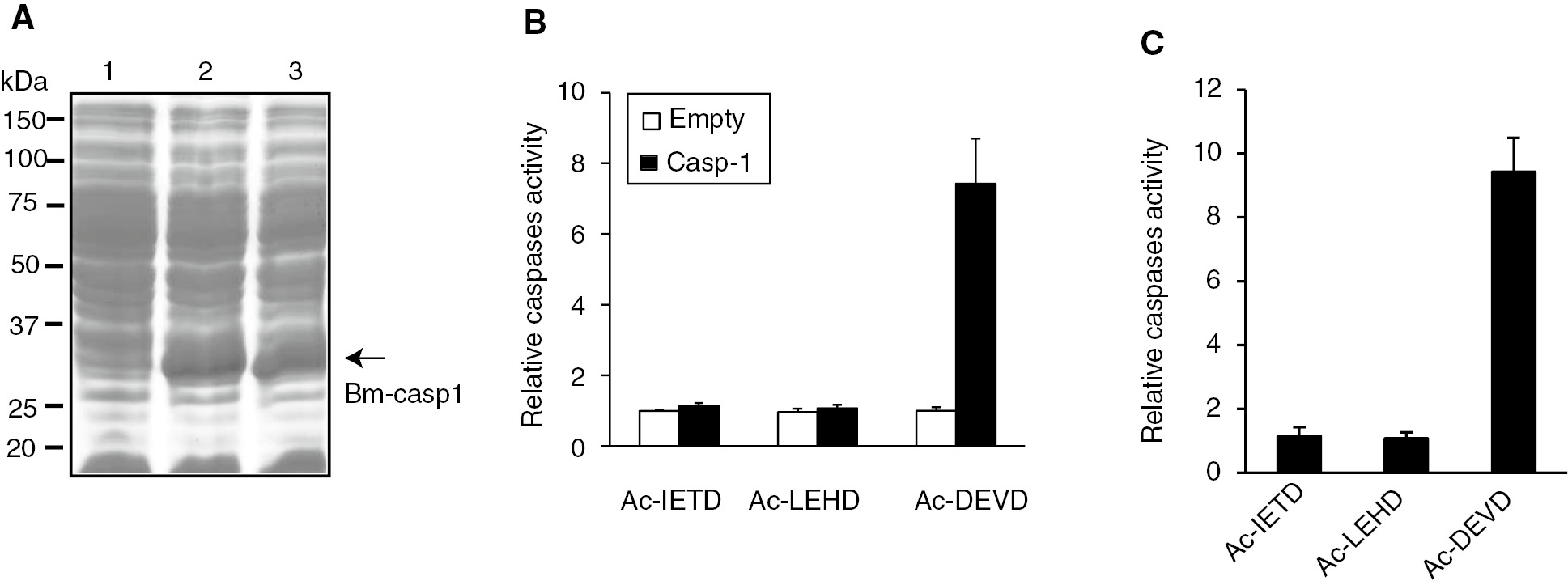 Figure 4: Caspase activity assay of Bm-caspase-1 in Escherichia coli BL21 cells. (A) Protein samples were separated by SDS-PAGE and stained with Coomassie brilliant blue. Lane 1, proteins from BL21 cells transformed with pET30a plasmid. Lanes 2 and 3, proteins from BL21 cells transformed with pET-30a-Bm-caspase-1. (B, C) Supernatants from BL21 cells or purified proteins were incubated with Ac-DEVD-pNA, Ac-IEHD-pNA, or Ac-LEHD-pNA at 37°C overnight. The absorbance values of pNA were measured at 405 nm. Relative caspase activity was calculated from the pNA standard curve.