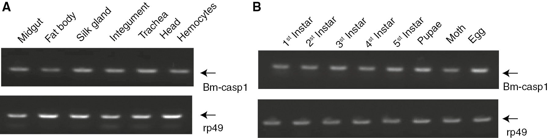 Figure 5: Transcriptional levels of Bm-caspase-1 in different tissues and developmental stages. (A) Bm-caspase-1 transcription levels in fat body, skin, head, midgut, silk gland, trachea, and hemocytes were measured by RT-PCR analysis. Rp49 was used as an internal control. (B) mRNA expression levels of Bm-caspase-1 in the egg, pupae, silkworm moth, and first to fifth instars were measured by RT-PCR.
