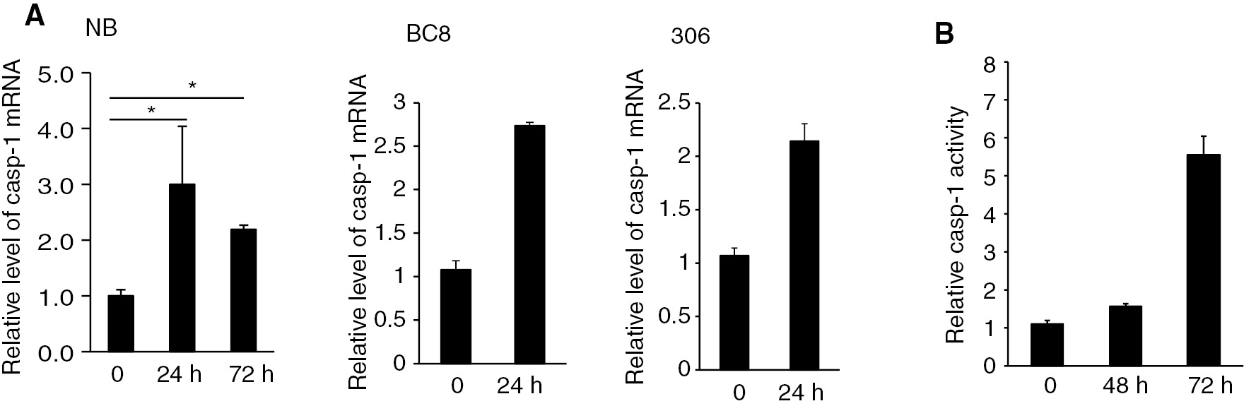 Figure 6: Bm-caspase-1 transcription levels and caspase-1 activity in the midgut of silkworms after BmNPV infection. (A) BmNPV-resistant strain NB, BC8, and susceptible strain 306 were infected with BmNPV for 24 h or 72 h. Then, the midguts were isolated and mRNA was extracted for RT-PCR analysis. Rp49 was used as an internal control. (B). Protein samples from the midgut in the BmNPV-resistant strain NB were isolated and supernatants were incubated with Ac-DEVD-pNA at 37°C overnight. The absorbance values of pNA were measured at 405 nm. Error bars and asterisks indicate standard deviation and statistical significance, respectively. *p<0.05.
