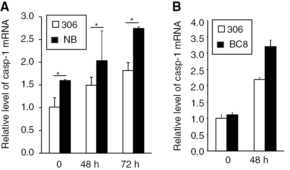 Figure 7: Relative expression levels of Bm-caspase-1 in the BmNPV-resistant strain NB, BC8, and susceptible strain 306. (A, B) The BmNPV-resistant strain NB, BC8, and susceptible strain 306 were infected with BmNPV for 48 or 72 h. Fat bodies in the silkworm were isolated, and mRNA was extracted for RT-PCR analysis. Rp49 was used as an internal control. Error bars and asterisks indicate standard deviation and statistical significance, respectively. *p<0.05.