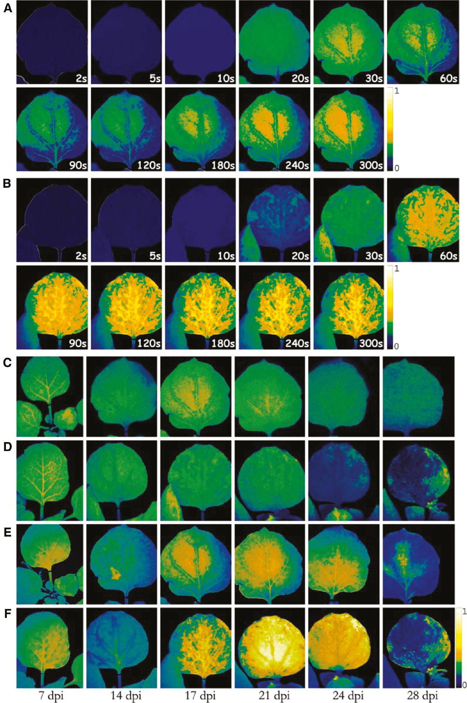 Figure 1: Images of non-photochemical quenching (NPQ) kinetics at 17 dpi of healthy and Pepper mild mottle virus Italian strain (PMMoV-I) infected Nicotiana benthamiana plants: kinetics during chlorophyll fluorescence induction from healthy (A) and asymptomatic leaves from infected plants (B) at 17 dpi. NPQ after 30 s of Kautsky induction kinetics (NPQ30) images at different dpi from healthy (C) and asymptomatic leaves of infected plants (D). Images of NPQ at steady state (300 s, NPQ300) from healthy (E) and asymptomatic leaves of PMMoV-I infected plants (F) during pathogenesis. The colour scale bar indicates the NPQ intensity of the leaf pixels given in false colors from high (white) to low (blue) values. Figure reproduced from Pérez-Bueno et al. [4] with permission.