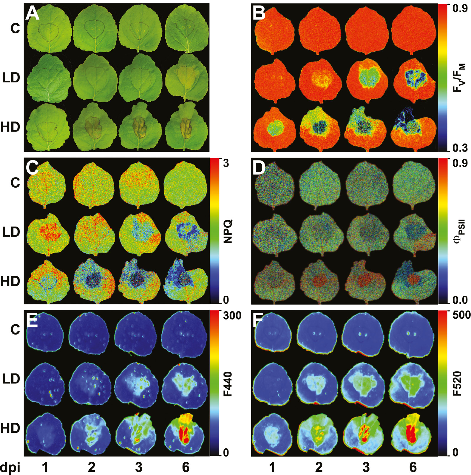 Figure 2: Nicotiana benthamiana leaves inoculated with Dickeya dadantii at a concentration of 104 (LD) or 106 (HD) colony forming units per ml or mock-inoculated plants. Evolution of symptoms (A) and images at different post-infection times of: FV/FM (maximum quantum efficiency of photosystem II, B), non-photochemical quenching (NPQ) in the light-adapted steady state (C), quantum efficiency of photosystem II in the light-adapted steady state (ΦPSII, D), and fluorescence at 440 nm (E), and 520 nm (F). The infiltrated area was accurately outlined. The false colour-scale used in (B–F) is shown for each parameter. Figure reproduced from Pérez-Bueno et al. [33] with permission.