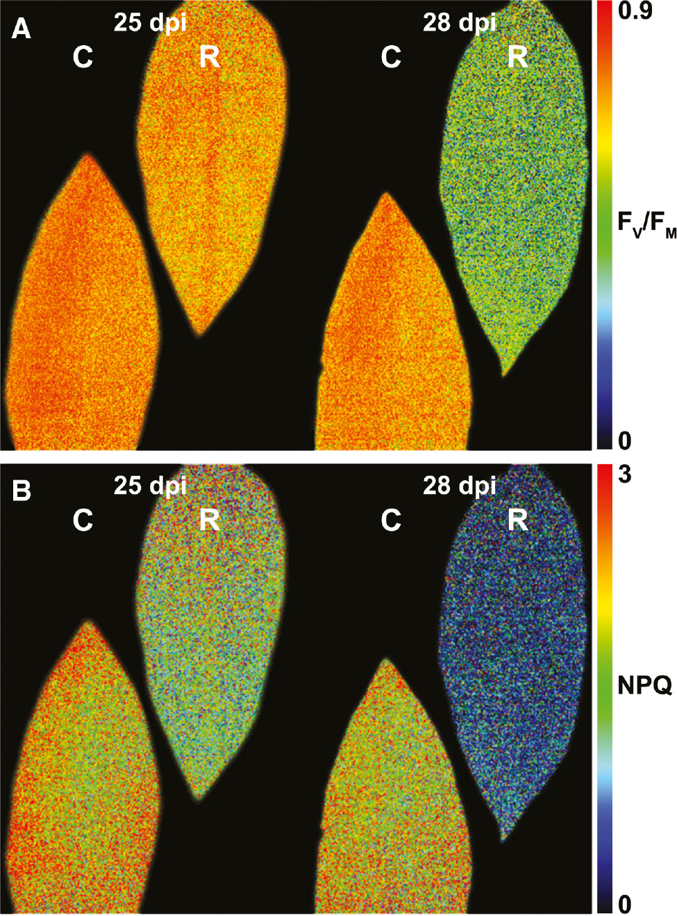 Figure 3: Chlorophyll fluorescence images of maximum quantum efficiency of photosystem II (FV/FM) in leaves of a Rosellinia necatrix-infected avocado plant (R) and a non-infected control plant (C) at 25 dpi and 28 dpi (A), and average non-photochemical quenching values throughout the infection (B). Figure adapted from Granum et al. [35] with permission.