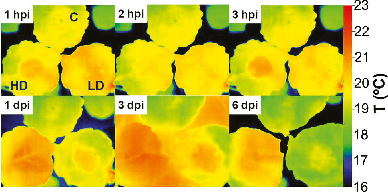 Figure 4: Infrared emission of Nicotiana benthamiana leaves inoculated with Dickeya dadantii at 104 (LD) or 106 (HD) colony forming units per ml, and mock-control, monitored by a thermal camera. False colour-scale thermal images of inoculated and control leaves during the first 6 days post infection. Figure adapted from Pérez-Bueno et al. [33] with permission.