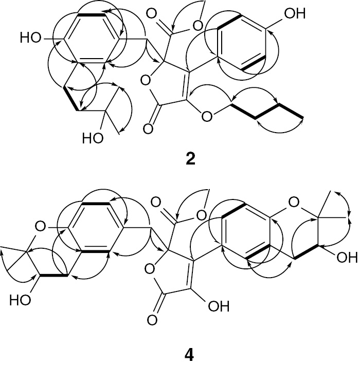 Figure 3: Some key 1H-1H COSY (―) and HMBC (H→C) correlations of 2and 4.