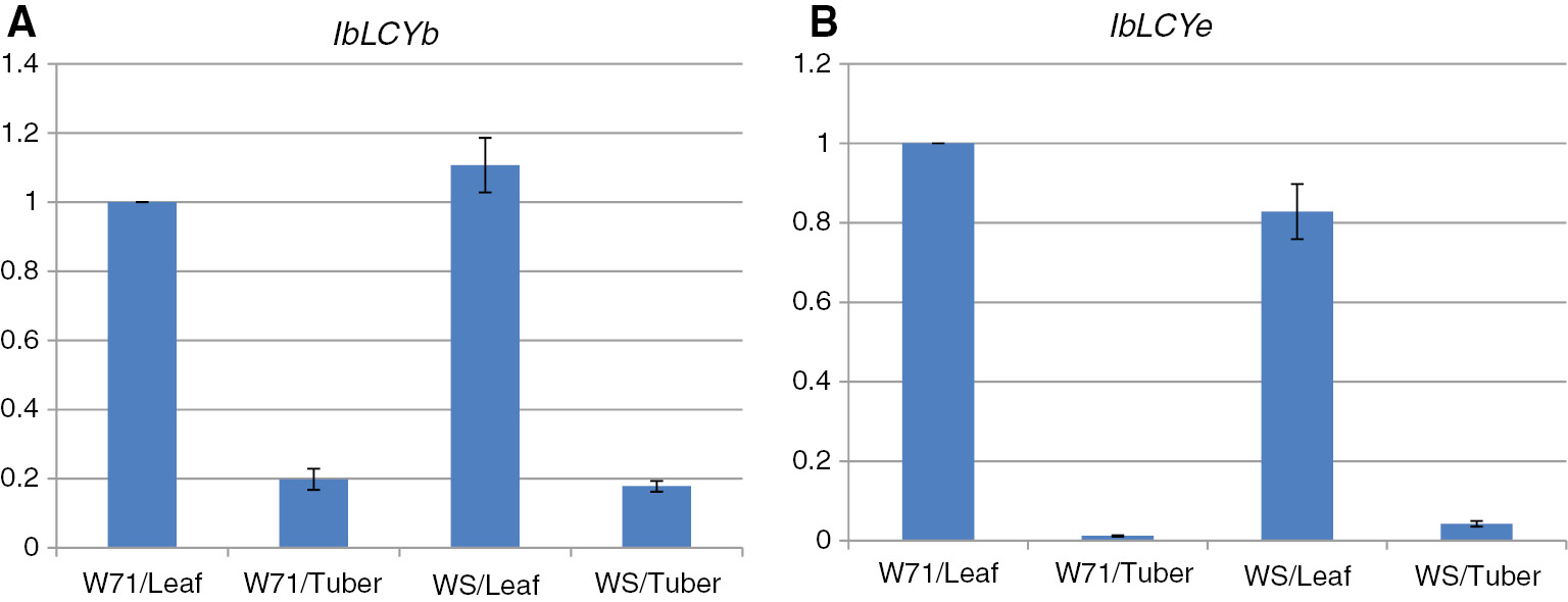 Figure 6: Transcript levels of the IbLCYb gene (A) and the IbLCYe gene (B) in the leaves and tubers of sweetpotato cultivars W71 and WS.