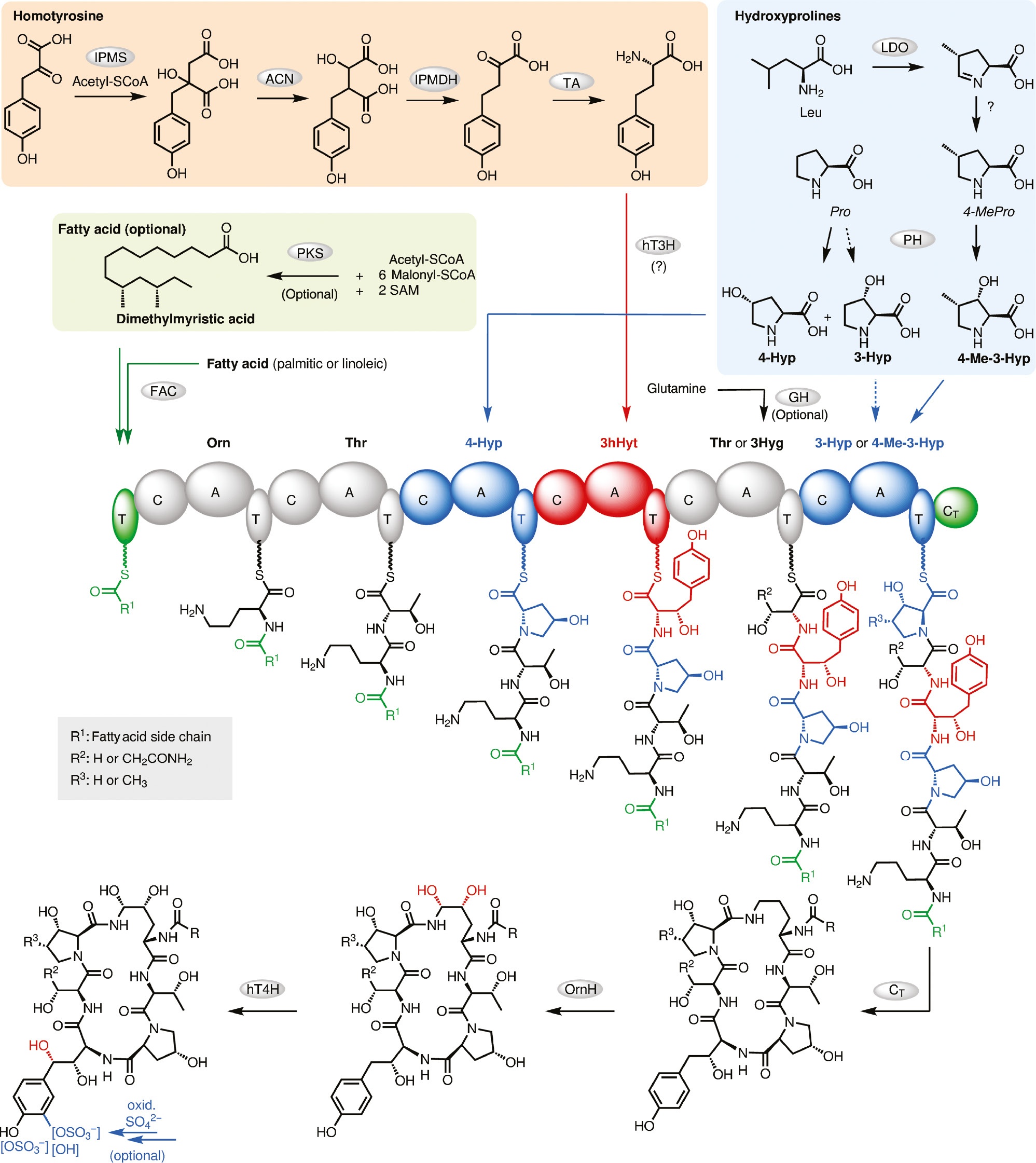 Figure 3: Overview of echinocandin biosynthesis. Abbreviations: FAC, long-chain fatty acyl-CoA ligase; IPMS, isopropylmalate synthase; ACN, aconitase; IPMDH, isopropylmalate dehydrogenase; TA, transaminase; LDO, l-leucine dioxygenase; PH, l-proline hydroxylase; hT3H, l-homotyrosine 3-hydroxylase; GH, putative l-glutamine hydroxylase; OrnH, l-ornithine 4,5-hydroxylase; hT4H, putative l-homotyrosine 4-hydroxylase; PKS, polyketide synthase (see also Table 4); non-proteinogenic amino acids (all in l-configuration): 3-Hyp, trans-3-hydroxyproline; 4-Hyp, trans-4-hydroxyproline; 3hHyt, (3S)-3-hydroxyhomotyrosine; 3-Hyg, (3S)-3-hydroxyglutamine, 4-Me-3-Hyp, (3S,4S)-3-hydroxy-4-methylproline.