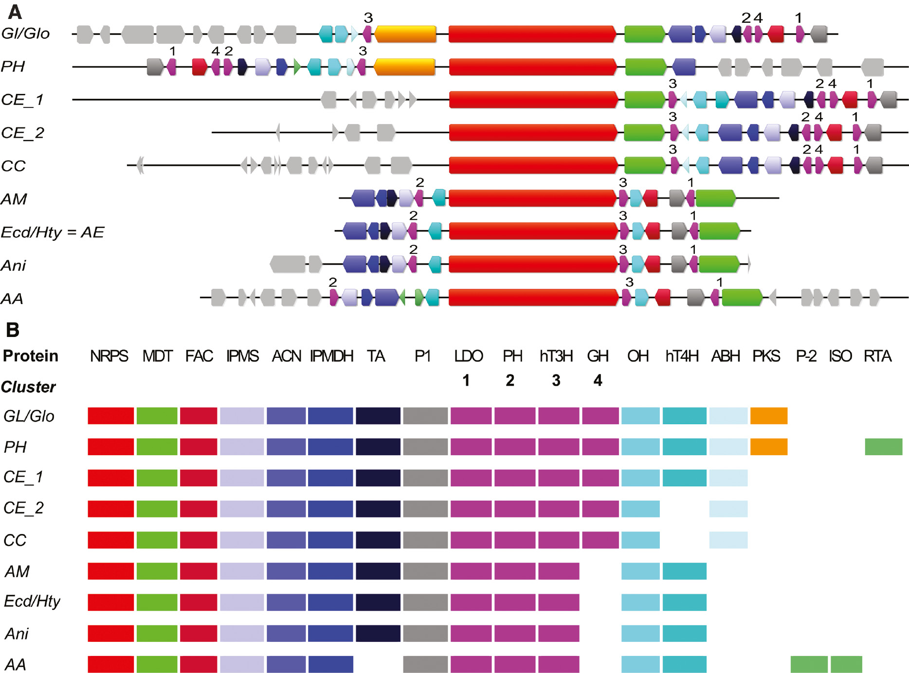 Figure 5: (A) Maps of echinocandin biosynthetic clusters. In the case of incompletely annotated clusters, the missing genes were identified with the annotation software AUGUSTUS [23] and corrected manually. (B) Genetic composition of echinocandin biosynthetic clusters (for abbreviations of clusters and proteins, see Tables 3 and 4, respectively).
