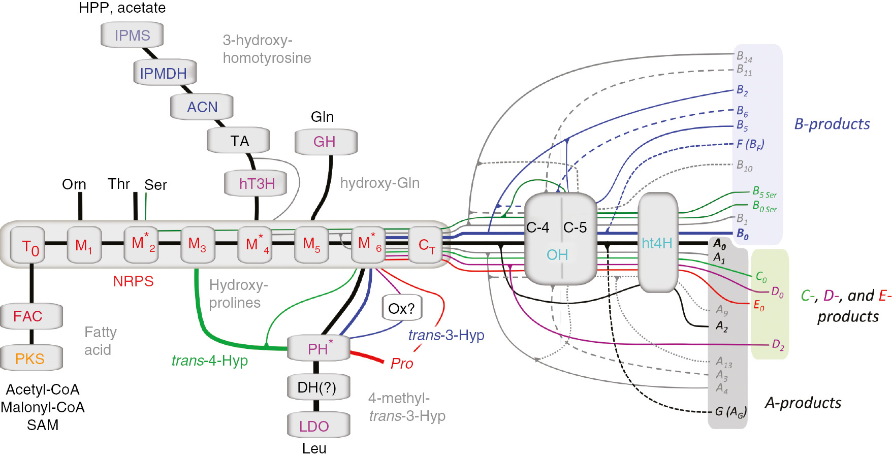 Figure 7: Putative biosynthetic pathways for pneumocandins in G. lozoyensis. The grey fields represent the synthetic enzymes involved in echinocandin biosynthesis (for full names of the enzymes and their activity, see Figure 3 and Table 4; the pneumocandin products are defined in Table 6). The modules of the NRPS are depicted as separate active centers (T0, M1−6, and CT). Each line represents the biosynthesis of a pneumocandin product branching from that of pneumocandins A0 (black bold line) and B0 (semibold blue line). Note that some pneumocandins have only been found in mutant strains.
