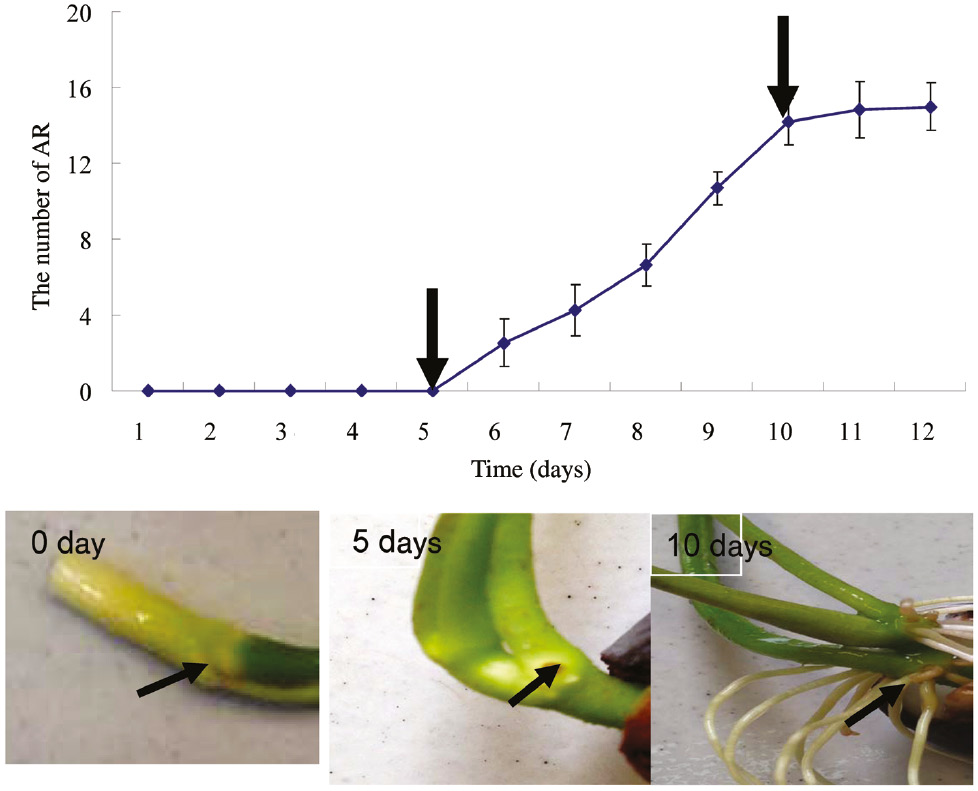 Figure 1: Analysis of lotus AR formation. One hundred lotus seeds were selected and placed in a container with water at 10 cm in depth for germination. The seedlings with consistent growth were chosen for further analysis of AR formation.