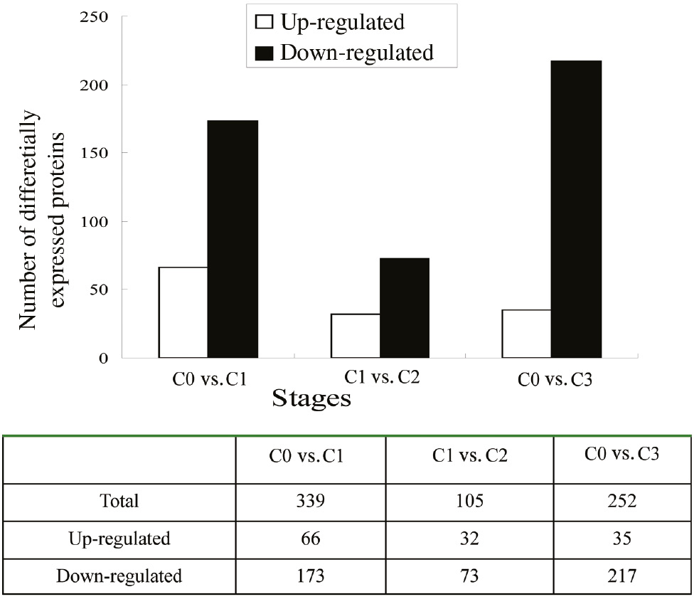 Figure 4: The number of differentially abundant proteins in three different stages.