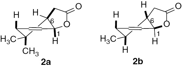Figure 2: Structures of lactones (2a) and (2b).