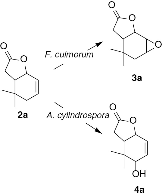 Scheme 2: Biotransformation of unsaturated lactone (2a).